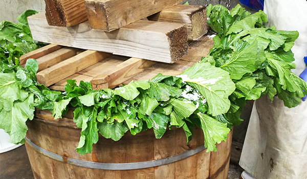 木樽に並べて仕込むすぐき