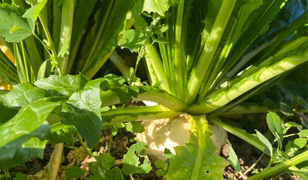 上賀茂の畑で育つすぐき
